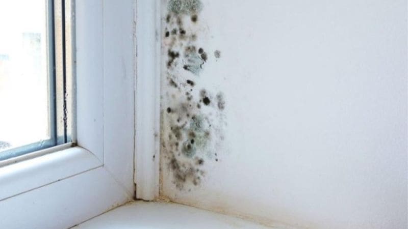 Cómo deshacerse del moho en el baño.